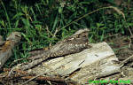 Nightjar
